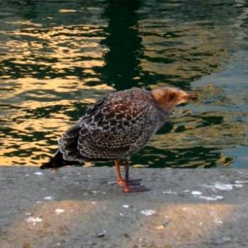 <b>Young seagull at sunset - Keyan Bowes</b>