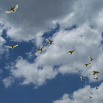 <b>Corellas in Kakadu</b>