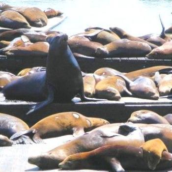 <b>While their companions slept...(Sea lions) - Keyan Bowes</b>