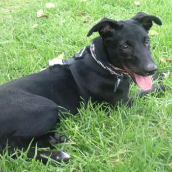 <b>Penny Pup</b>
