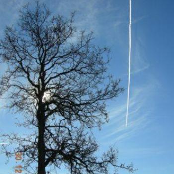 <b>Tree and contrail - Keyan Bowes</b>