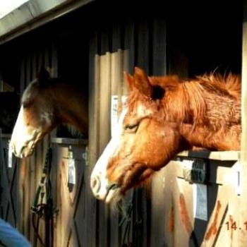 <b>At Miwok Stables - Keyan Bowes</b>