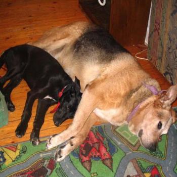 <b>Old Dog Young Dog</b>