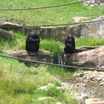 <b>Chimp Friends - Taronga Zoo</b>