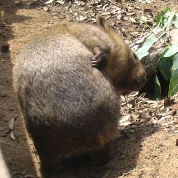 <b>Wombat Scratch - Taronga Zoo</b>