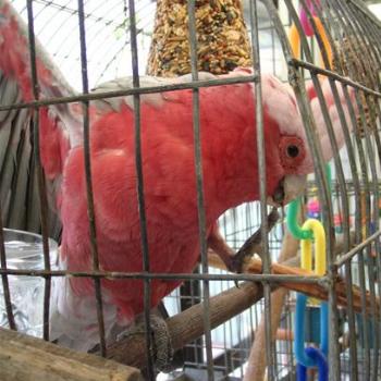 <b>George the Galah</b>