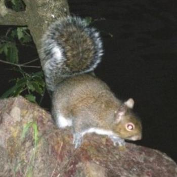 <b>Squirrel at dusk</b>