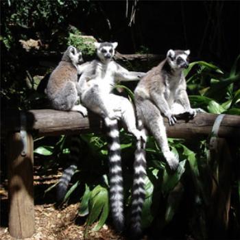 <b>Ringtail lemurs at Perth Zoo</b>