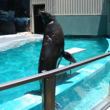 <b>New Zealand Fur Seal Mav shows his whiskers @ Taronga</b>