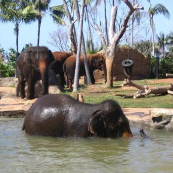 <b>Elephants @ Taronga</b>