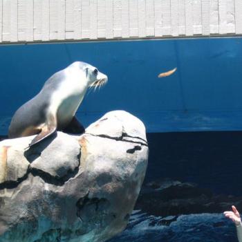 <b>Mija (an Australian Sealion) catches the fish! Taronga</b>