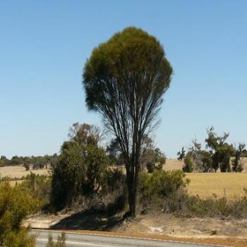 <b>Australian sheoak tree, Albany</b>
