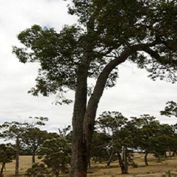 <b>Beautiful big Red Gum tree (I think) - Anne</b>