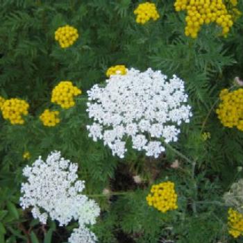 <b>Queen Anne's Lace, fall 2006, Portland, Oregon, USA</b>