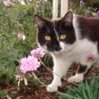 <b>This is Molly who we saved from the Cat Shelter</b>