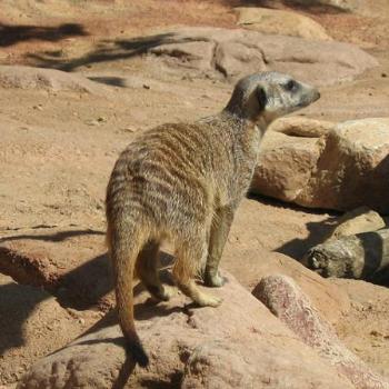 <b>Meerkat at MN Zoo</b>