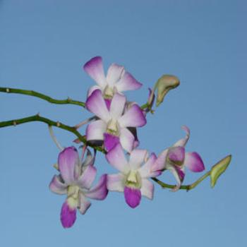 <b>orchid against clear blue sky</b>