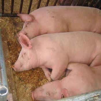 <b>pigs for sale - Washington County Fair, Oregon, USA, 2006</b>