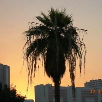 <b>Palm tree in a vacant lot, Deira, Dubai - Keyan Bowes</b>