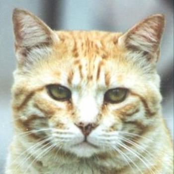 <b>cat with personality</b>