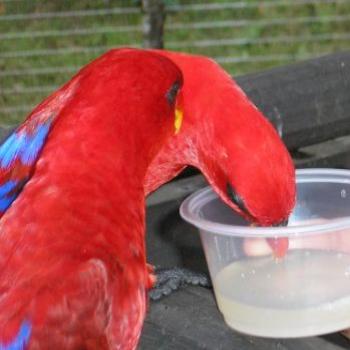 <b>Feeding the Birds,Jurong Bird Park</b>