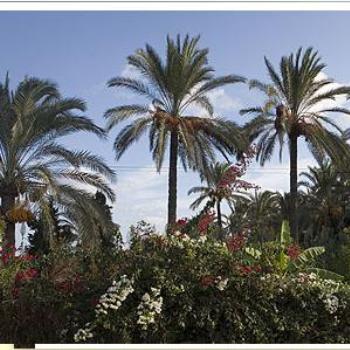 <b>Palm Trees-Montaza Palace -Alexandria Egypt</b>