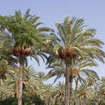 <b>Palm Trees-Montaza Palace of Alexandria Egypt</b>