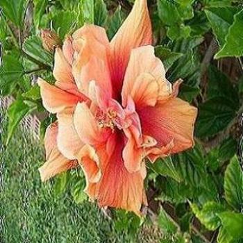 <b>My orange hibiscus</b>
