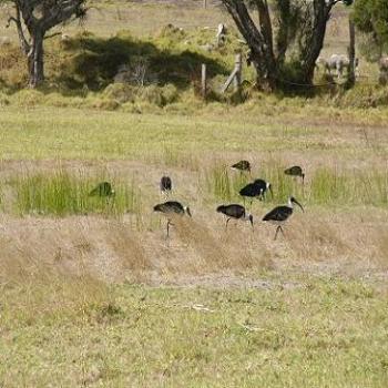 <b>Ibis feeding in paddock behind my house</b>