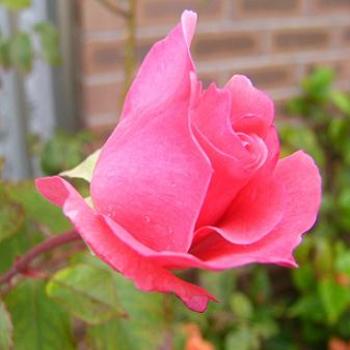 <b>Late season rose (Anne's)</b>