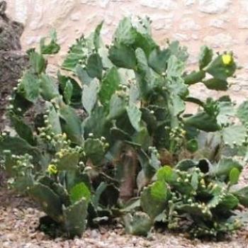 <b>Cacti</b>