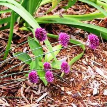 <b>Drumstick Flower</b>