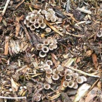<b>Mushrooms</b>