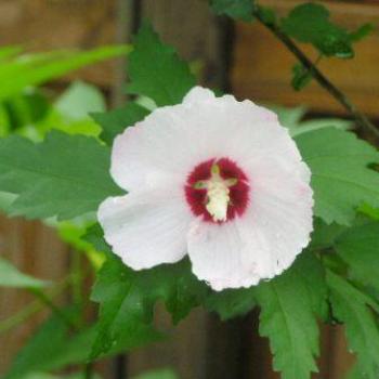 <b>Rose of Sharon</b>