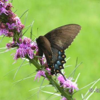 <b>Butterfly</b>