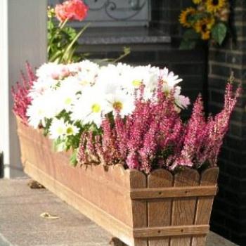 <b>Flowers</b>