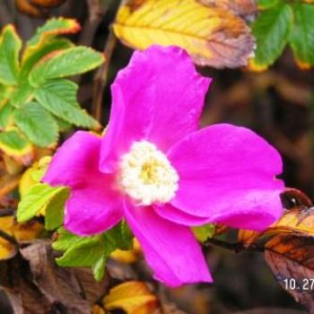 <b>Flower</b>