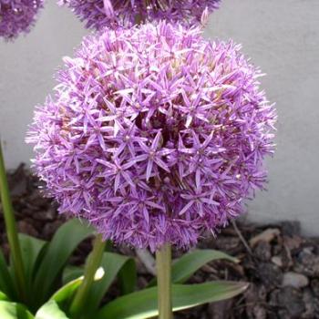 <b>Allium in Utah spring</b>