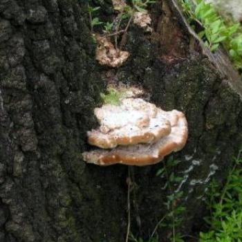 <b>Mushroom Sue/OK</b>