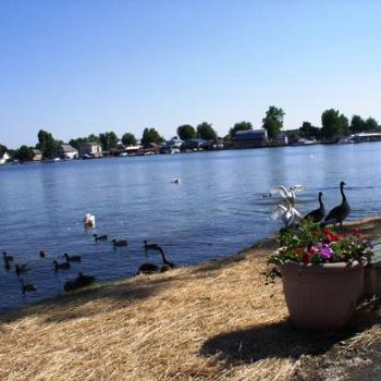 <b>Swans and Geese in Sodus Bay, New York, of Lake Ontario</b>