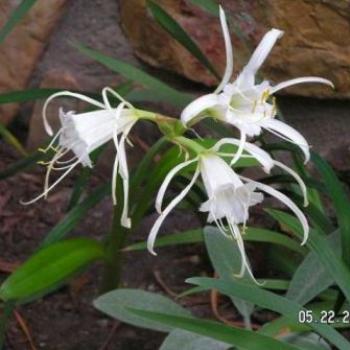 <b>Peruvian Lily Sue/OK</b>