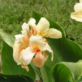<b>Canna</b>