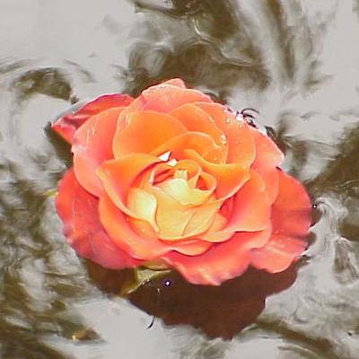 <b>rose on water</b>