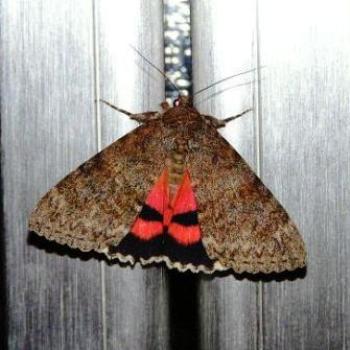 <b>Moth</b>