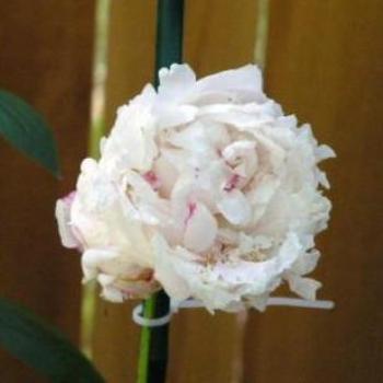 <b>Peony Sue/OK</b>