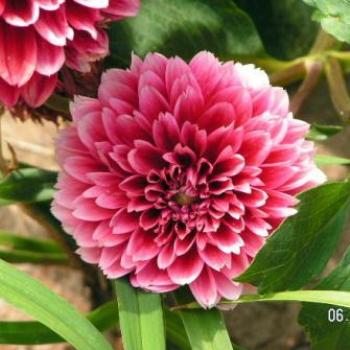 <b>Dahlia Sue/OK</b>
