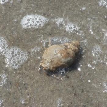 <b>sea life, Grand Isle, LA. Do you know the name?</b>