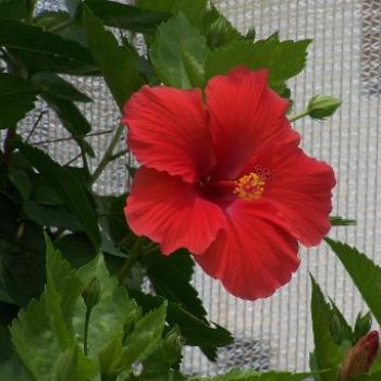 <b>hibiscus, Butterfly Dome Grand Isle, LA rebuilt after Hurricanes Katrina and Rita</b> <b>hibiscus, Butterfly Dome Grand Isle, LA rebuilt after Hurricanes Katrina and Rita</b>