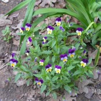<b>Violets Sue/OK</b>