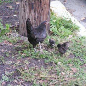 <b>Chickens of Key West</b>